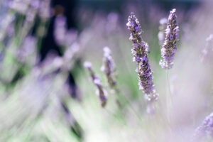 lavender fields by Danielle Comer